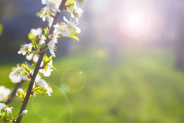 Ciliegia Fiorita Primavera Bellissimo Paesaggio Fiori Primo Piano — Foto Stock