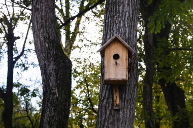 Ormandaki Ağaçtaki Kuş Evi. 