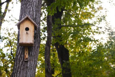 Ormandaki Ağaçtaki Kuş Evi. 