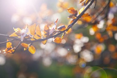 Baharda çiçek açan ağaç dalı. Güzel manzara. Çiçekler yakın plan..