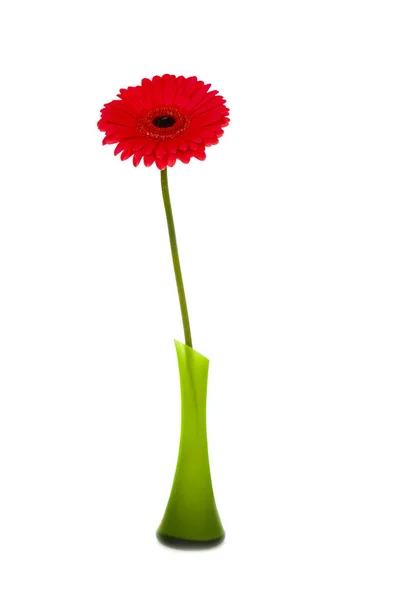 Gerbera Rossa Vaso Isolato Fondo Bianco — Foto Stock