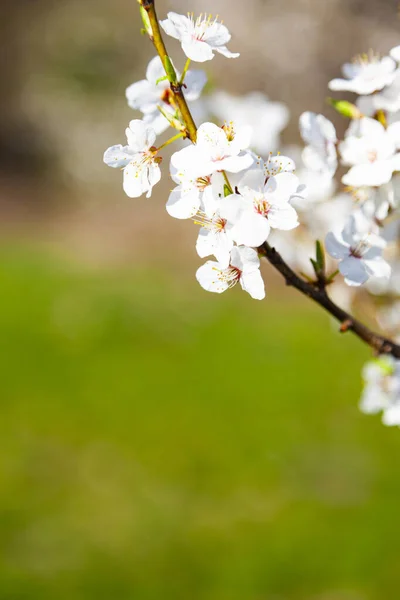 Blommande Trädgren Ren Vackert Landskap Blommor Närbild — Stockfoto