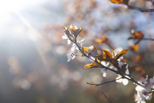 Весной Цветут Ветви Деревьев Красивый Пейзаж Цветы Крупным Планом — стоковое фото
