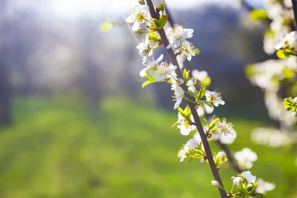 Blommande Körsbär Våren Vackert Landskap Blommor Närbild — Stockfoto