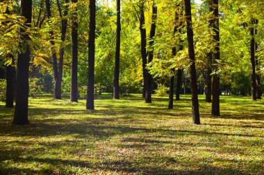 Parktaki ağaçlar. Güneşli bir günde güzel bir sonbahar manzarası.