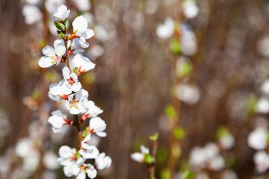 Çalılıklarda beyaz çiçekler. Güzel bahar manzarası. Çiçekler yakın plan..