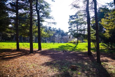 Parktaki kozalaklı ağaçlar. Güzel bahar manzarası. Çamlar.