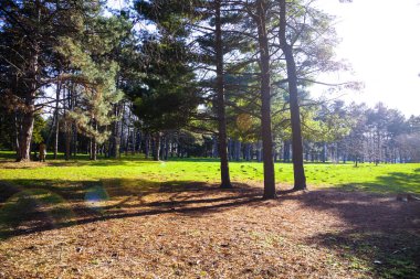 Parktaki kozalaklı ağaçlar. Güzel bahar manzarası. Çamlar.