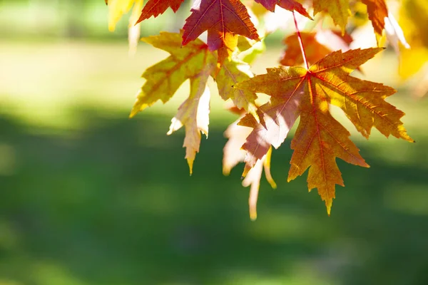 Heldere Esdoorn Bladeren Close Prachtig Herfstlandschap Een Zonnige Dag — Stockfoto