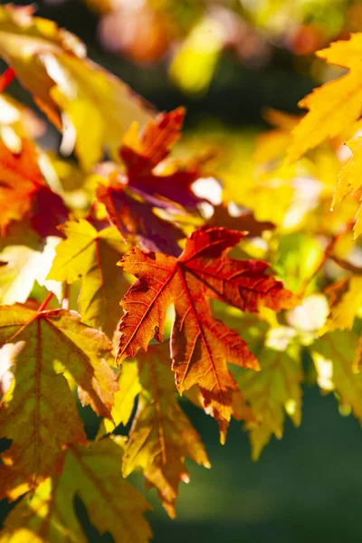 Heldere Esdoorn Bladeren Close Prachtig Herfstlandschap Een Zonnige Dag — Stockfoto