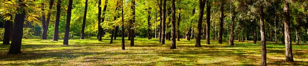 Árvores Parque Bela Paisagem Outono Dia Ensolarado Panorama — Fotografia de Stock