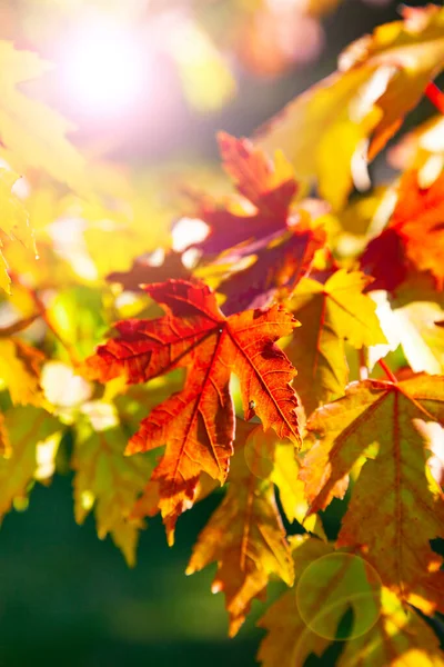 Яркие Кленовые Листья Крупным Планом Прекрасный Осенний Пейзаж Солнечный День — стоковое фото