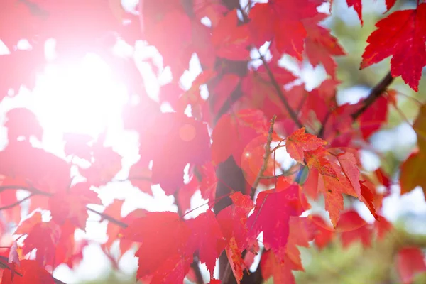 Heldere Esdoorn Bladeren Close Prachtig Herfstlandschap Een Zonnige Dag — Stockfoto