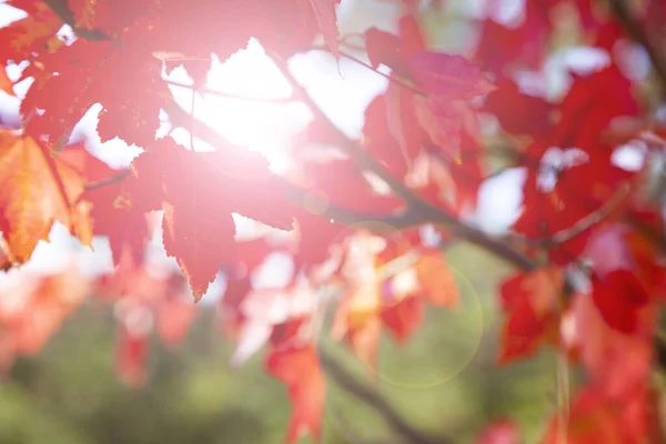 Яркие Кленовые Листья Крупным Планом Прекрасный Осенний Пейзаж Солнечный День — стоковое фото