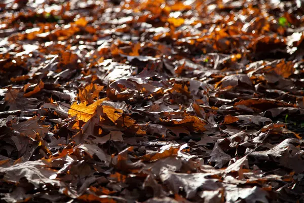 Helle Eichenblätter Aus Nächster Nähe Schöne Herbstlandschaft Einem Sonnigen Tag — Stockfoto