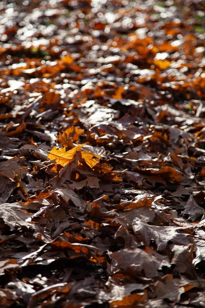 Bright Oak Leaves Close Beautiful Autumn Landscape Sunny Day — Stock Photo, Image