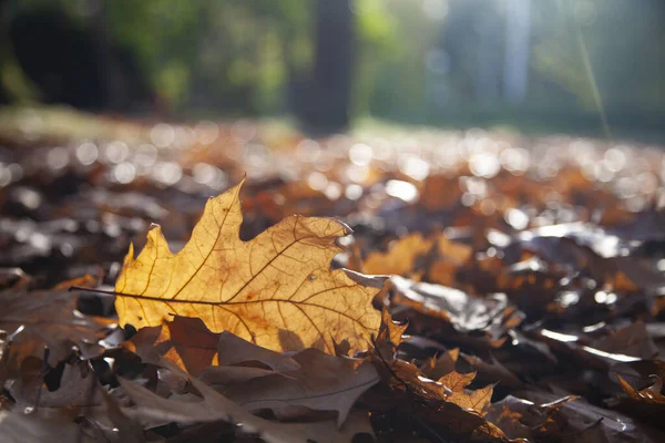 Helle Eichenblätter Aus Nächster Nähe Schöne Herbstlandschaft Einem Sonnigen Tag — Stockfoto