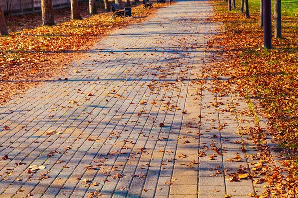 公園の歩道に落ちたカエデの葉 美しい秋の風景 — ストック写真