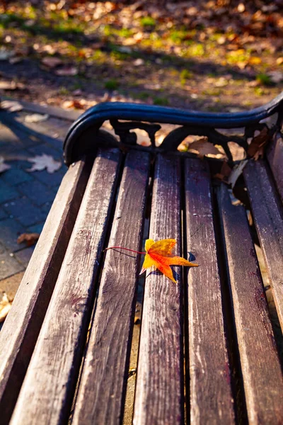 Осенний Кленовый Лист Скамейке Парке Красивый Пейзаж Вечер — стоковое фото