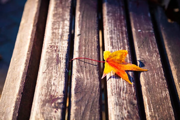 Autumn Maple Leaf Park Bench Beautiful Landscape Evening — Stock Photo, Image