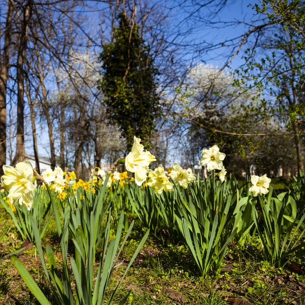 Bellissimi Narcisi Parco Primaverile Giornata Sole — Foto Stock