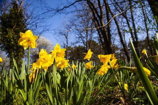 Beautiful Daffodils Spring Park Sunny Day — Stock Photo, Image