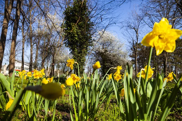 Gyönyörű Nárciszok Egy Tavaszi Parkban Napsütés — Stock Fotó