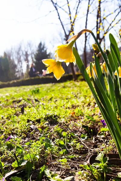 Bellissimi Narcisi Parco Primaverile Giornata Sole — Foto Stock