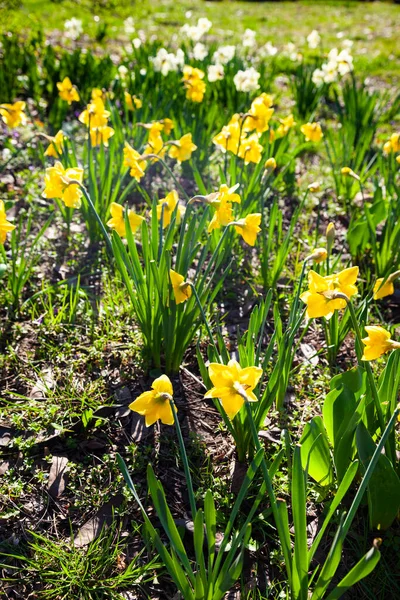 Bellissimi Narcisi Parco Primaverile Giornata Sole — Foto Stock