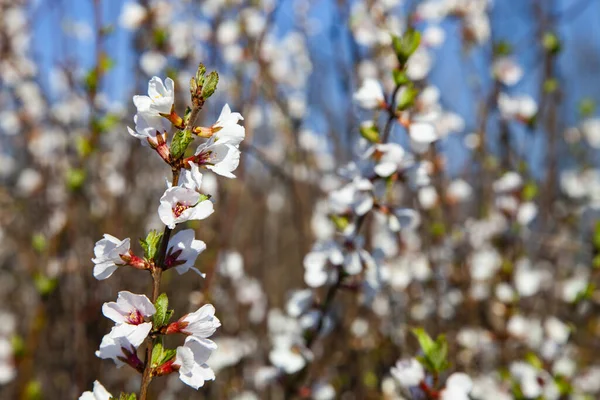 Vita Blommor Buske Vackert Vårlandskap Blommor Närbild — Stockfoto