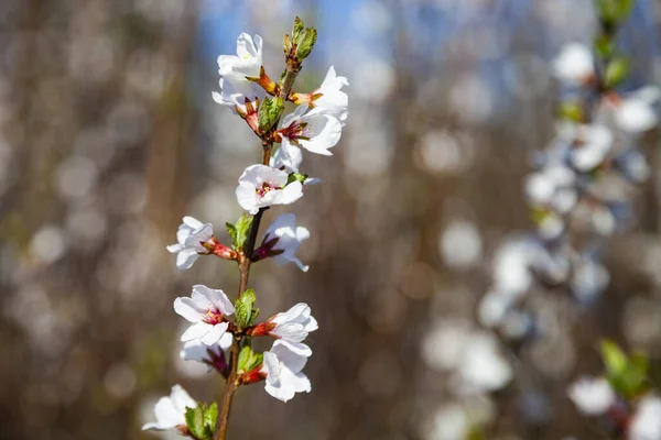 Vita Blommor Buske Vackert Vårlandskap Blommor Närbild — Stockfoto