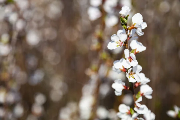 Vita Blommor Buske Vackert Vårlandskap Blommor Närbild — Stockfoto