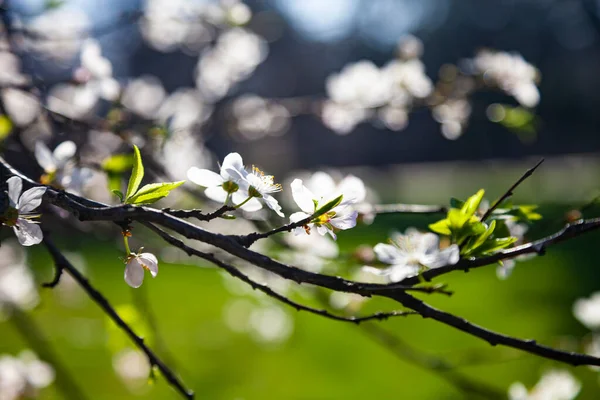 Blommande Körsbärsgren Vackert Vårlandskap Blommor Närbild — Stockfoto