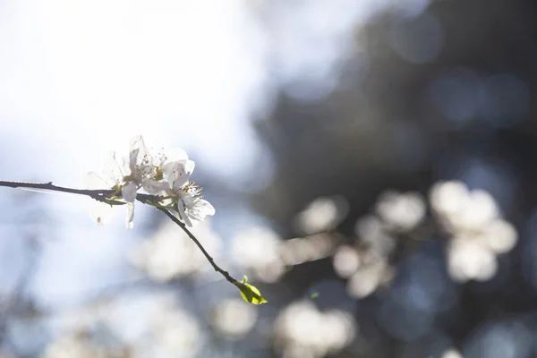 벚꽃이 벚나무 아름다운 클로즈업 — 스톡 사진