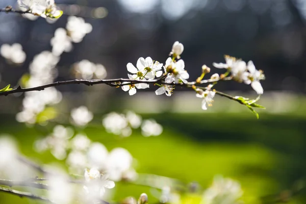 Blommande Körsbärsgren Vackert Vårlandskap Blommor Närbild — Stockfoto