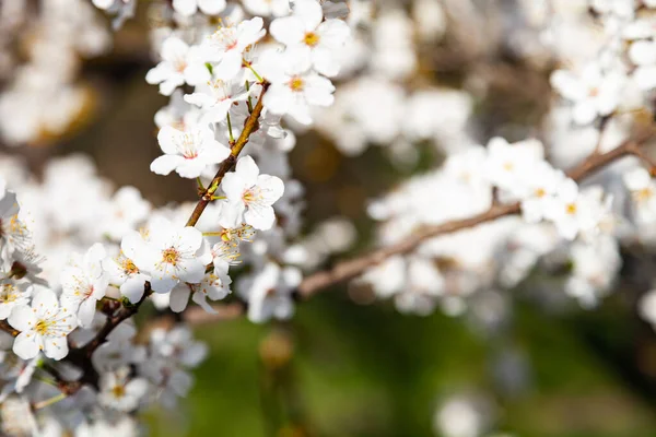 Blommande Körsbärsgren Vackert Vårlandskap Blommor Närbild — Stockfoto