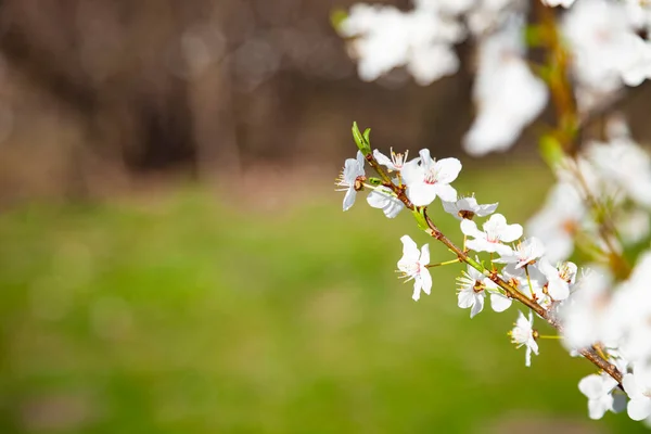 Blommande Körsbärsgren Vackert Vårlandskap Blommor Närbild — Stockfoto