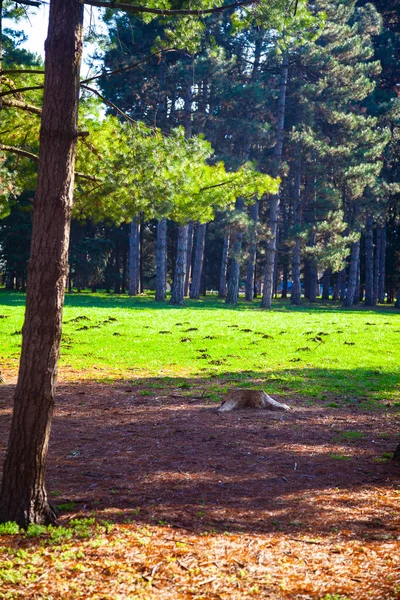 Des Conifères Dans Parc Beau Paysage Printanier Pins — Photo