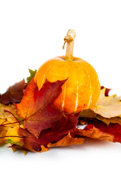 Pumpkin Autumn Maple Leaves White Background — Stock Photo, Image