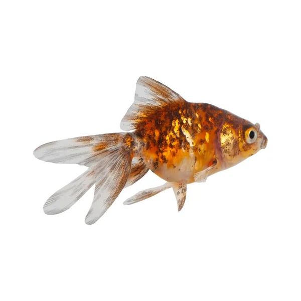 白地に隔離された金魚 — ストック写真