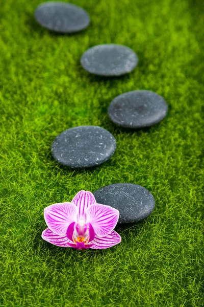Курортные Камни Орхидея Зеленой Траве Крупным Планом — стоковое фото