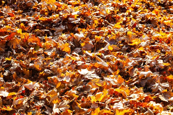 Umgestürzte Ahornblätter Hintergrund Herbst — Stockfoto