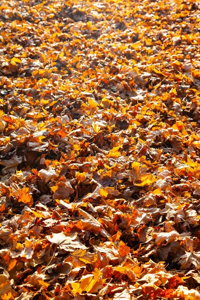 Umgestürzte Ahornblätter Hintergrund Herbst — Stockfoto