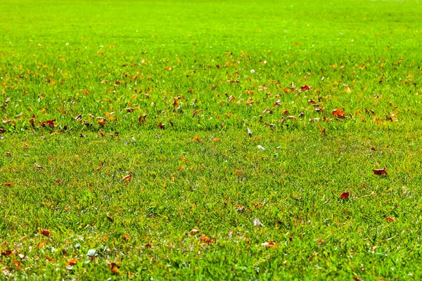 잔디에 떨어진 나뭇잎을 클로즈업해서 가을의 — 스톡 사진