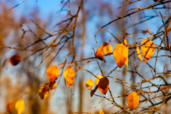 Nádherný Podzimní Park Krásná Podzimní Krajina — Stock fotografie