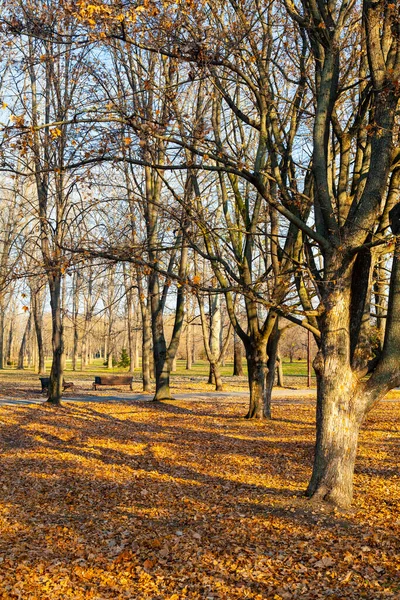 Güzel bir sonbahar parkı. Güzel sonbahar manzarası.