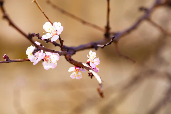 Bloeiende Abrikoos Het Voorjaar Prachtig Landschap Bloemen Close — Stockfoto