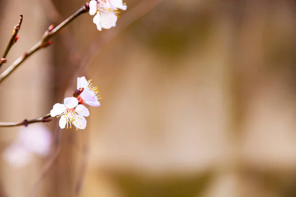 Bloeiende Abrikoos Het Voorjaar Prachtig Landschap Bloemen Close — Stockfoto