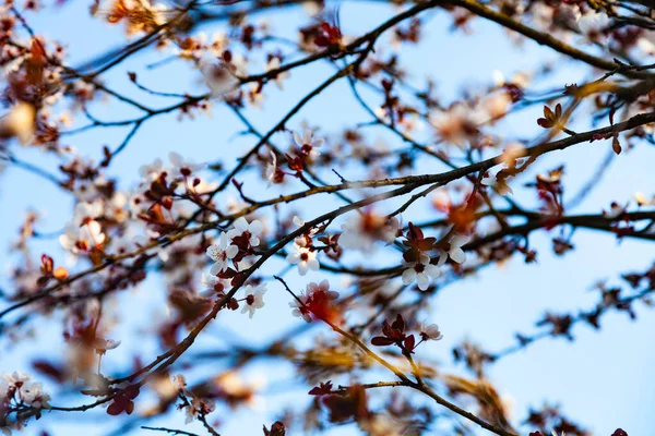 Albero Fiorito Primavera Bellissimo Paesaggio Fiori Primo Piano — Foto Stock