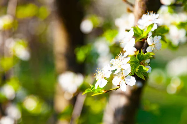 Blommande Körsbär Våren Vackert Landskap Blommor Närbild — Stockfoto